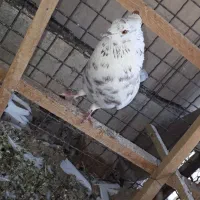 کفتر سالم پرشی|پرنده|تهران, مسعودیه|دیوار