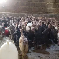 فروش جوجه بوقلمون 70روزه