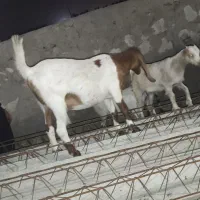 چند راس بز