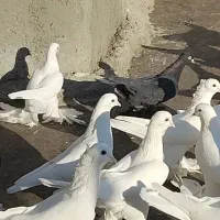 کبوتر‌لوتی‌پاپر