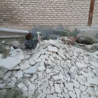 بوقلمون ماده|حیوانات مزرعه|بیستون, |دیوار