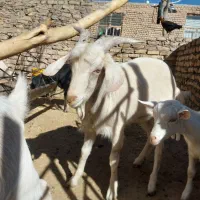 چبش چاق و ۲ بزغاله نر چاق|حیوانات مزرعه|قائن, |دیوار