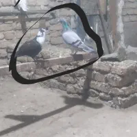 کبوتر|پرنده|گالیکش, |دیوار