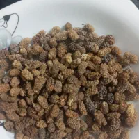 توت سرحمامی