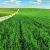 اجاره-زمین-کشاورزی