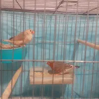 یک جفت فنج کینگ اورنج