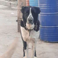 سگ افغان گوسفندی دهن پاک