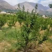 ۱۲۰۰متر  بعدکمربندی فلکه پمپ گاز  سمت چپ