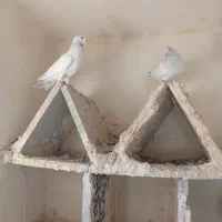 پنج عدد کبوتر فروشی|پرنده|میناب, |دیوار