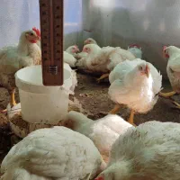 مرغ زنده ارگانیک