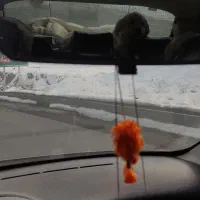 واگذاری سگ شیتزو