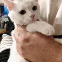 گربه میکس اسکاتیش و پرشین|گربه|نیشابور, بنیاد شهید|دیوار