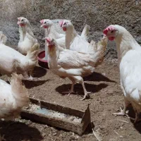 مرغ