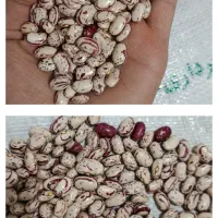 لوبیا چیتی تازه