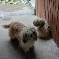 سگ. گم شده