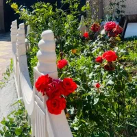 کاشت گل و گیاه باغبونی