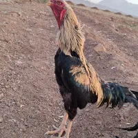 کود مرغی