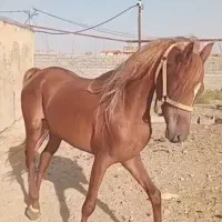 اسب نژاددار چستر، ۳ ساله، با برگه فدراسیون|اسب و تجهیزات اسب‌سواری|قم, انسجام|دیوار