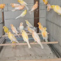 قناری موزاییکی و اوپال آماده