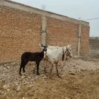 اسب و مادیون با کره|اسب و تجهیزات اسب‌سواری|دزفول, |دیوار