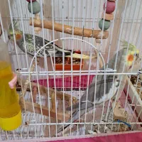 عروس هلندی نروماده|پرنده|اطاقور, |دیوار