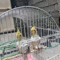 عروس هلندی مهران