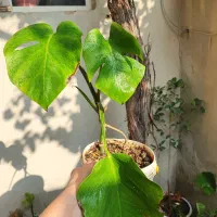 فیکوس لیتارا برگ پهن|گل و گیاه طبیعی|ارومیه, |دیوار