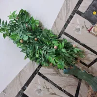 درخت مصنوعی|گل مصنوعی|زابل, |دیوار