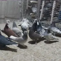 کفتر سینه سبز و سوسنی و دم سفید و دمبی و ابی|پرنده|صدرا-فارس, فاز ۲|دیوار