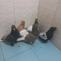 رنگی|پرنده|شیراز, دشت چنار|دیوار