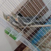 عروس هلندی