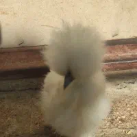 نیمچه ابریشمی اصل