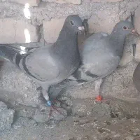 سبز