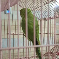 طوطی ملنگو