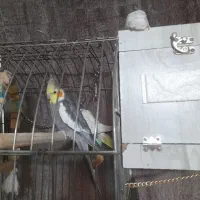 ۸ عدد عروس هلندی