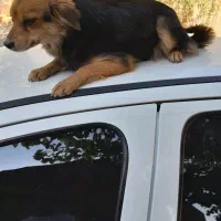 واگزاری ماده سگ پا کوتاه گرگی