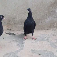 جوجه زاغ ابادانی وزاغ دمسفید