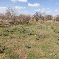 باغ انگورسنتی