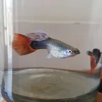 ماهی گوپی و فایتر