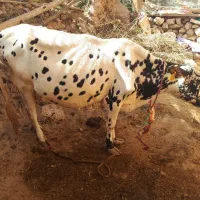 حیوانات مزرعه