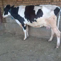 گاو و گوساله  شیر بالا