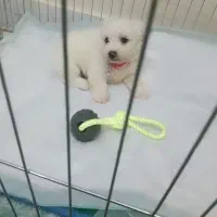 سگ پاکوتاه|سگ|قم, جمکران|دیوار