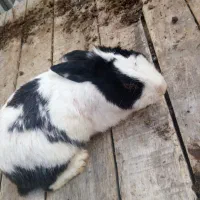 خرگوش|موش و خرگوش|شهریار, شهرک امیریه|دیوار