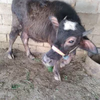 گاومیش ماده