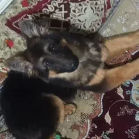 ژرمن وارداتی ۴ماهه