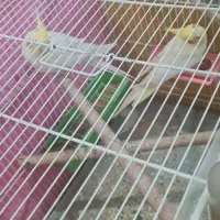 عروس هلندی|پرنده|قائن, |دیوار