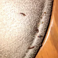 سمپاشی تخصصی ساس وسوسک با ضمانت یک ساله