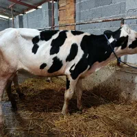 گوساله سیمینتال مونت