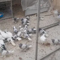 سبز دم سفید|پرنده|تهران, مینای شمالی (مخبر)|دیوار