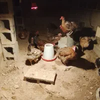 شانزده عدد مرغ